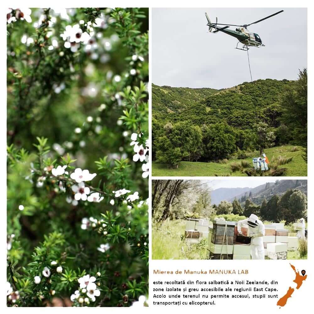 5060604331097_Manuka_Lab_Miere_de_Manuka_poliflora_cu_lamaie_MANUKA_LAB__MGO_85__Noua_Zeelanda__375_g__naturala_8_tiny